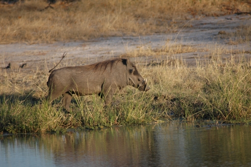 Wartie et water hole 